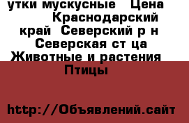 утки мускусные › Цена ­ 500 - Краснодарский край, Северский р-н, Северская ст-ца Животные и растения » Птицы   